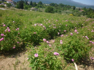 champs de rose centifolia